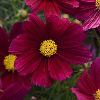 Picture of Cosmos - Sonata Purple Shades Premium